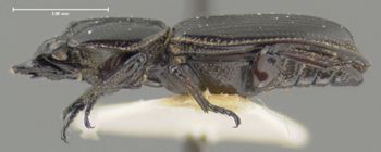 Media type: image;   Entomology 29592 Aspect: habitus lateral view